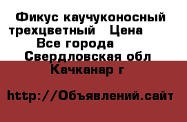 Фикус каучуконосный трехцветный › Цена ­ 500 - Все города  »    . Свердловская обл.,Качканар г.